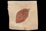 Fossil Leaf (Polyptera) - Montana #75810-1